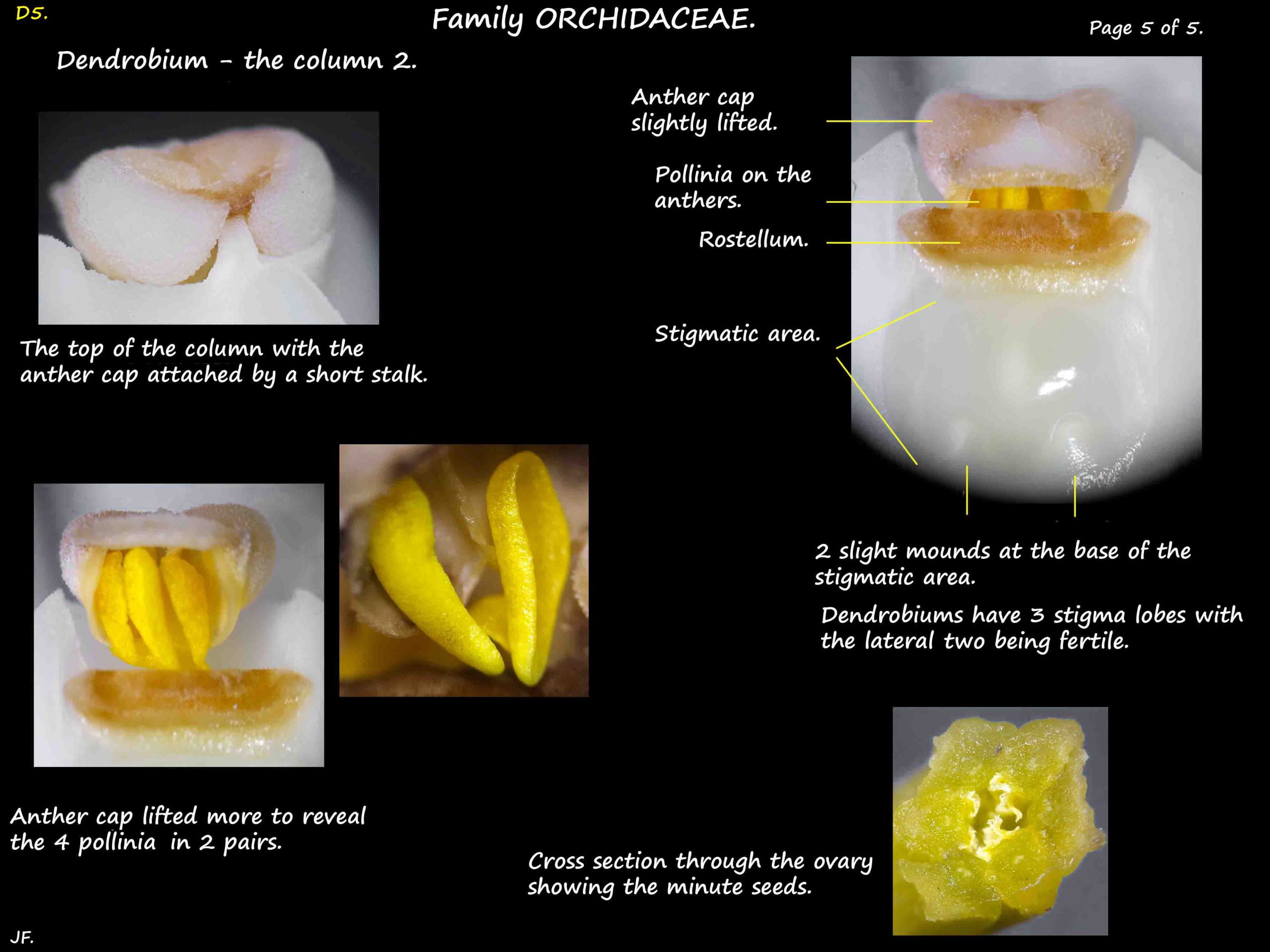 5 Anther cap and anthers on the Dendrobium column